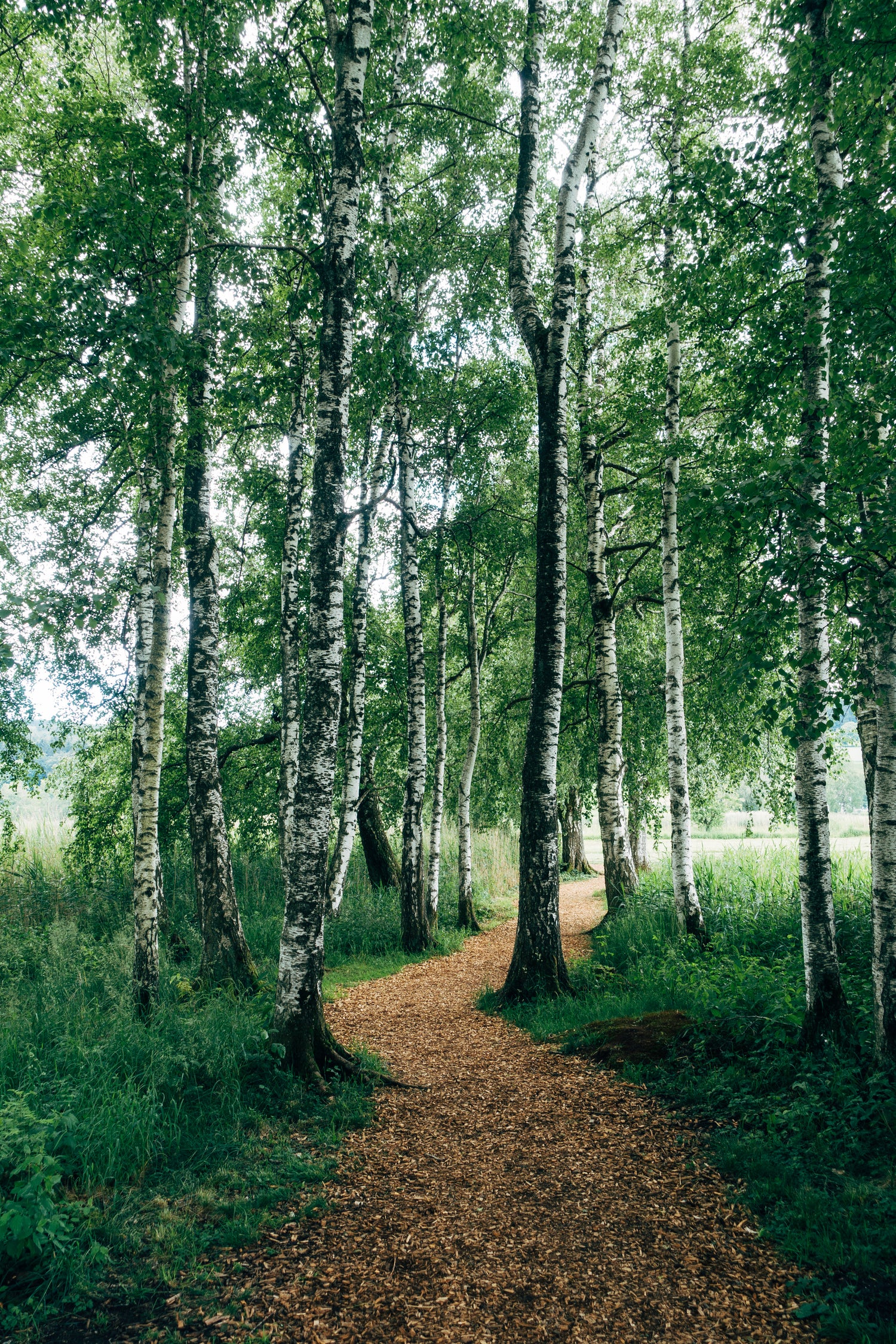 A beautiful walk in nature surrounded by trees