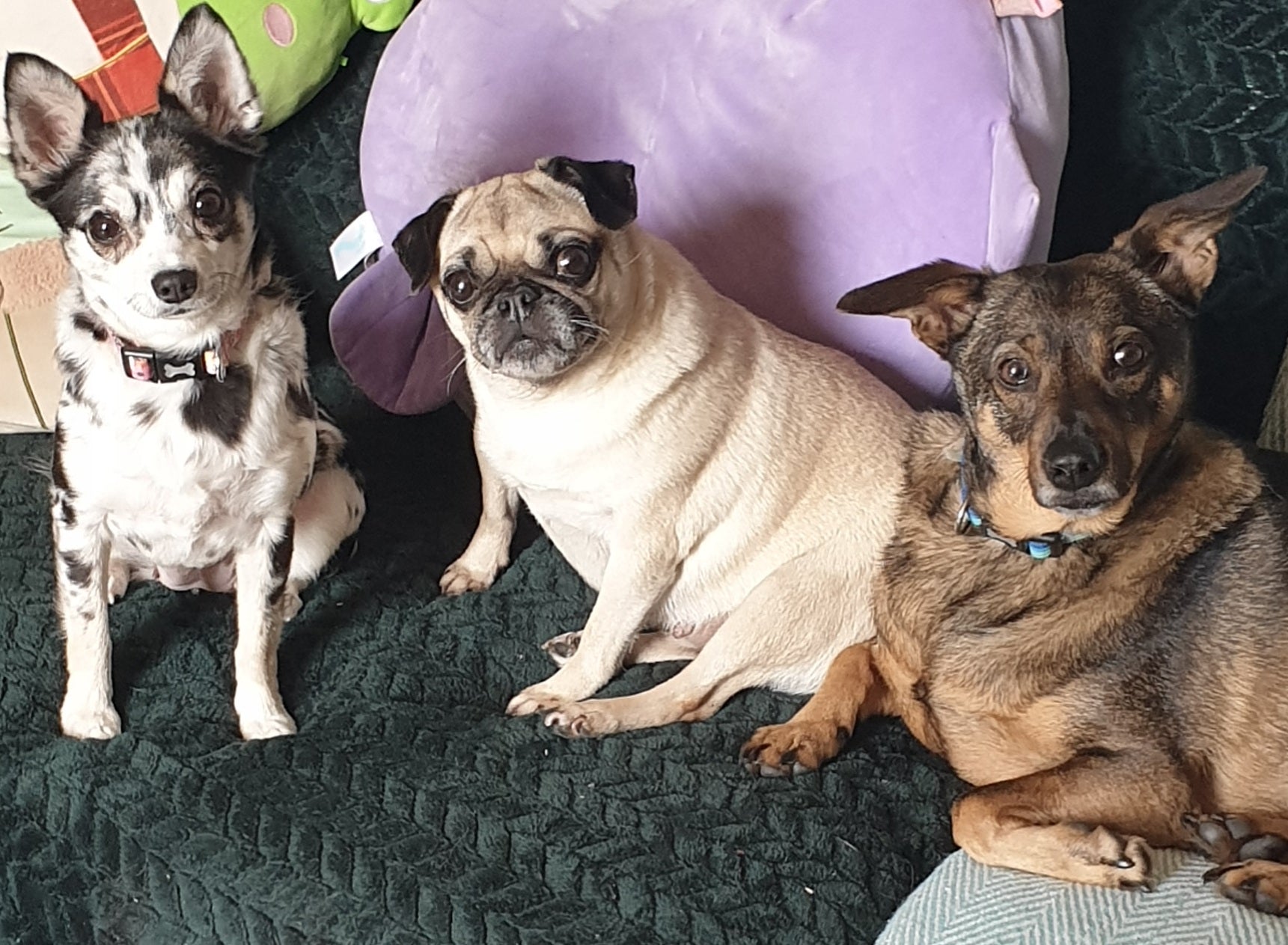 dogs of the artist kerry hussey of wild and wonder